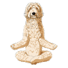 Meditating Labradoodle Dog