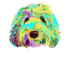 Splash Labradoodle Dog