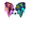 Splash Papillon Dog