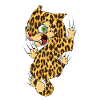 Leopard safari savanna Africa