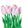 Tulip field