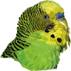 Australian parakeet