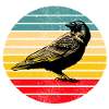 Raven crow bird