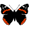 Admiral Butterfly