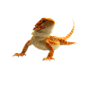 Bearded Dragon Mom