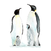 Penguin family two children