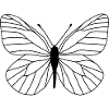 Butterfly white