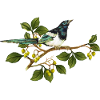 Bunter Vogel