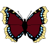 Butterfly - mourning cloak