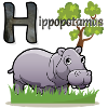 Hippopotamus