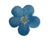 Forget-me-not bloom