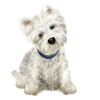 sitting dog with collar