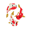koi
