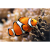 Clownfisch