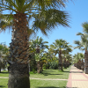 Palmiers Vacances Vacances Voyage Espagne