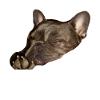 Best French Bulldog Dog