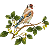 Oiseau chardonneret