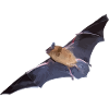Bat