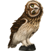 Short-eared Owl