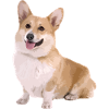 Corgi