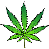Cannabis Weed Haschisch kiffen