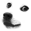 Doge