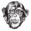 Chimpanzee Portrait Grayscale