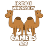 Camels