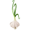 Garlic plant