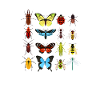 insects