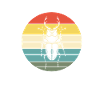 insect