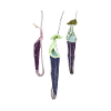 Carnivorous pitcher plant