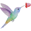 humming-bird