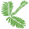 Ctaiko mimosa