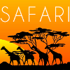 safari with giraffes, safari, giraffes