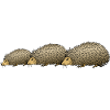 Hedgehogs
