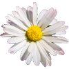 Daisy flower
