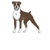 boxer