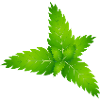 juicy green fresh mint leaves