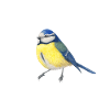 BlueTit - illustration aquarelle oiseau