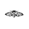Drawing moth