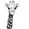 giraffe