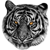 Tiger head tiger