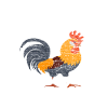 Hühner Träumen