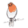 bird