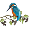 Kingfisher bird