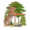 Hare hunting
