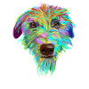 Splash Scottish Deerhound Dog