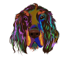 Splash Gordon setter Dog