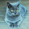Gray Blue Cat with Golden Eyes